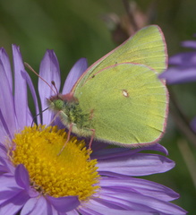 Colias meadii