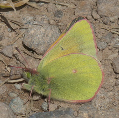 Colias meadii