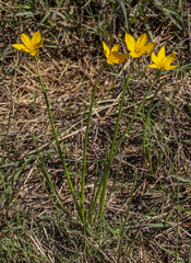 Zephyranthes pulchella