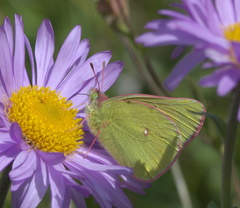 Colias meadii