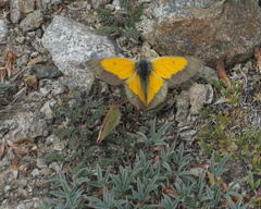 Colias meadii