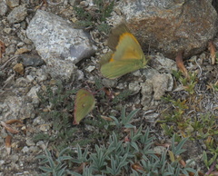 Colias meadii