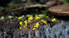 Calycina claroflava