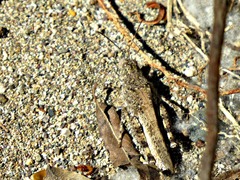 Heliastus sumichrasti