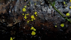 Calycina claroflava