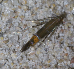 Cosmopterix gemmiferella