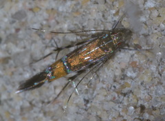 Cosmopterix gemmiferella