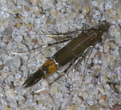 Cosmopterix gemmiferella