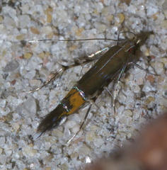 Cosmopterix gemmiferella