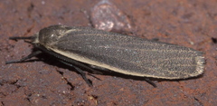 Crambidia lithosioides