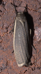 Crambidia lithosioides