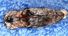 Cryptalaus prosectus