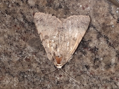 Erebidae