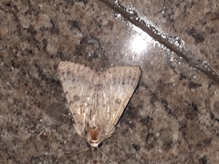 Erebidae