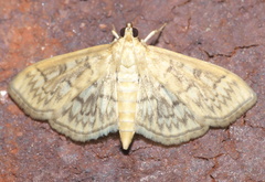 Crocidophora serratissimalis