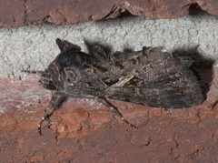 Ctenoplusia oxygramma