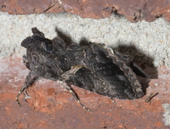 Ctenoplusia oxygramma