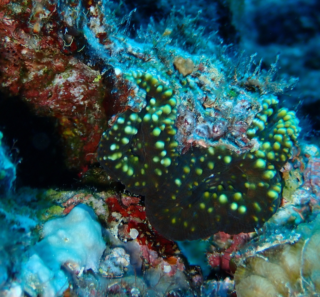 Acanthastrea coral (no English common name)
