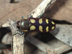 Castiarina decemmaculata