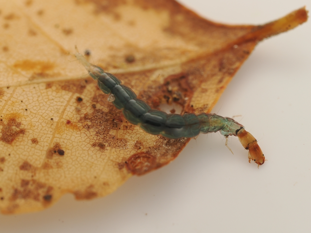 Psilochorema macroharpax