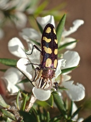 Castiarina decemmaculata