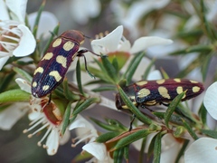 Castiarina decemmaculata