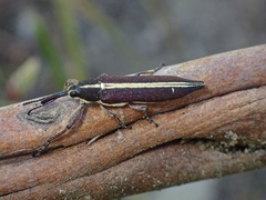 Rhinotia suturalis
