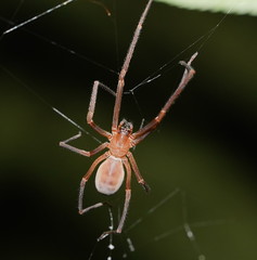 Progradungula otwayensis