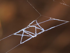 Progradungula otwayensis