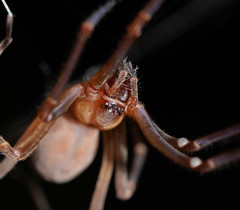 Progradungula otwayensis