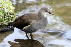 Gallinula chloropus