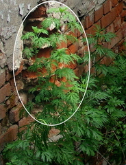 Artemisia sieversiana