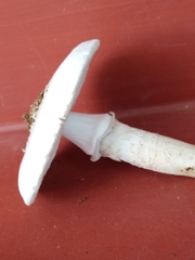 Agaricineae