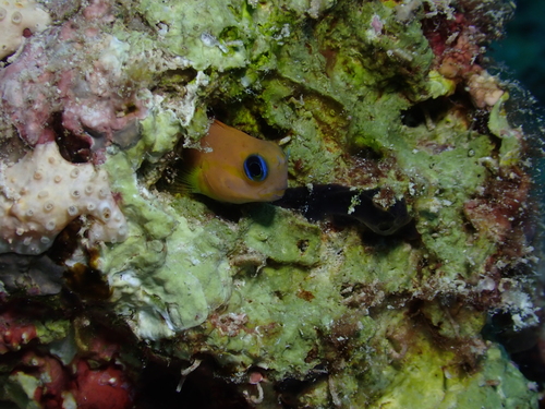 Midas Combtooth Blenny — seen at this dive site