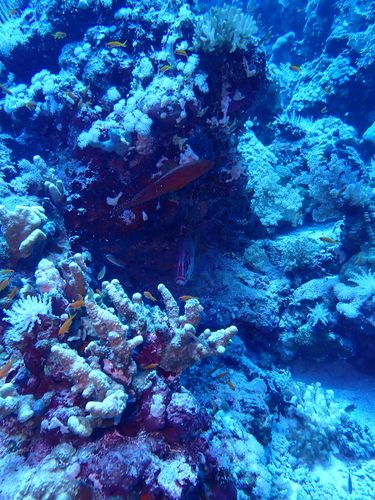 Cephalopholis miniata
