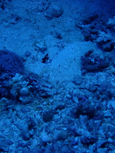 Lotilia graciliosa