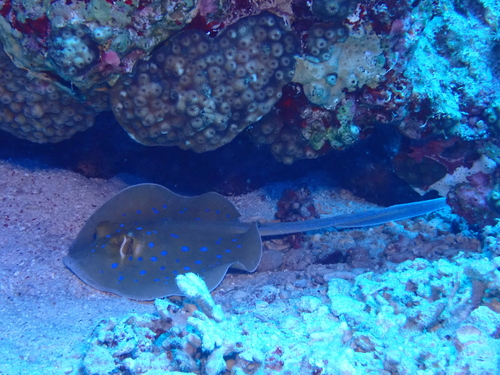 Taeniura lymma