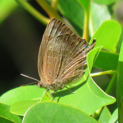 Arhopala madytus
