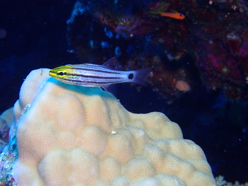 Cheilodipterus macrodon