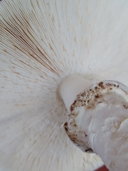 Agaricineae