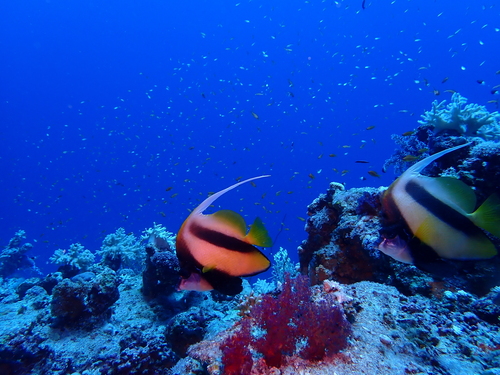 Heniochus intermedius