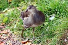 Gallinula chloropus