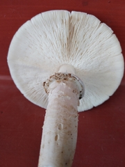 Agaricineae