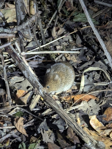 Townsend's Vole