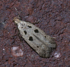 Deltophora sella