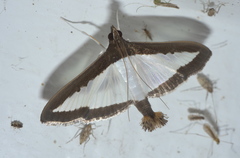 Diaphania hyalinata