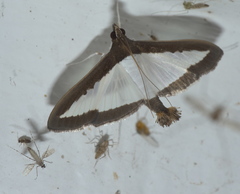Diaphania hyalinata