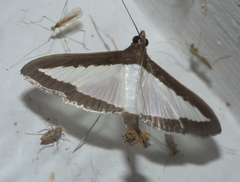Diaphania hyalinata