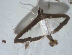 Diaphania hyalinata