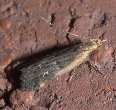 Dichomeris costarufoella